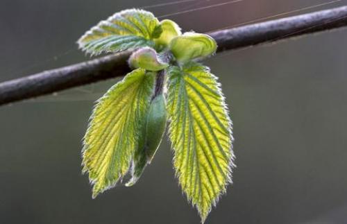 Ученые создали вакцину против коронавируса. Российские учёные разрабатывают три препарата от коронавируса 05