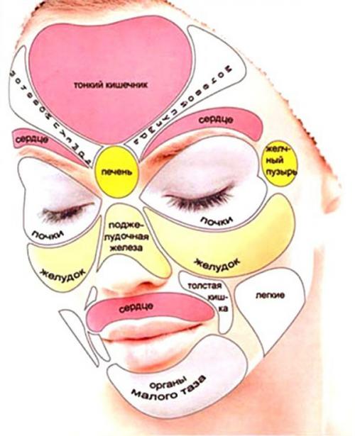 Обозначение органов на лице. Карта расположения прыщей на лице