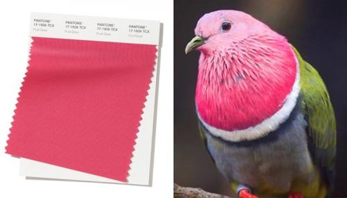 Цвета осень-зима 2019-2020 пантон. Pantone: цвета осенне-зимнего сезона 2019-2020