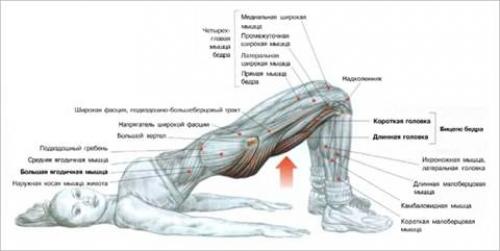 Как правильно качать пресс, чтобы убрать жир с живота. Универсальные упражнения на верхний пресс