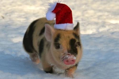 2019 год новый год. 2019 год кого по китайскому календарю