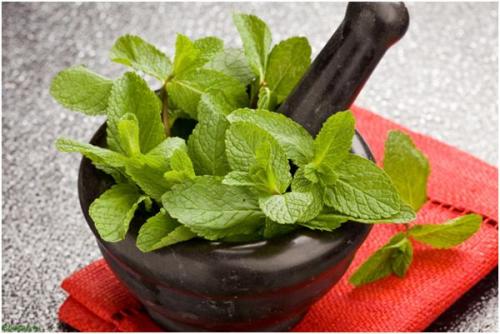 Чай мята лимон мед. Полезные свойства и противопоказания чая с мятой, рецепты и особенности употребления