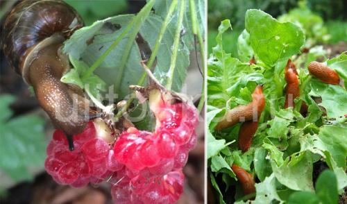 Несколько простых советов 1 хорошим защитником от слизней и в том числе от улиток. Вред от улиток и слизней