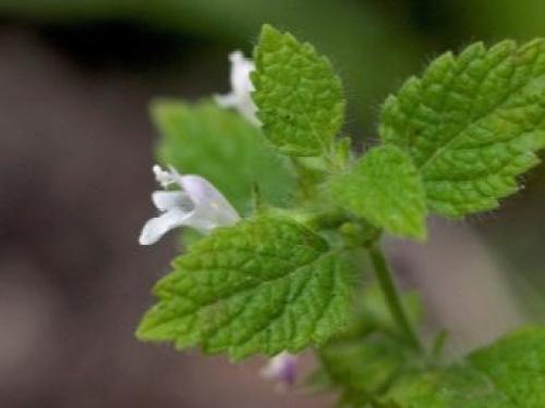 Чай с мелиссой и мятой. Чай с мятой, мелиссой, цитрусовыми и пряностями 10 Чай с мелиссой и мятой. Чай с мятой, мелиссой, цитрусовыми и пряностями 10