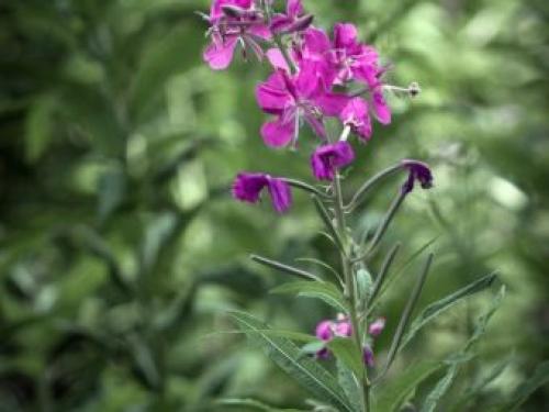 Чай с мелиссой и мятой. Чай с мятой, мелиссой, цитрусовыми и пряностями 09 Чай с мелиссой и мятой. Чай с мятой, мелиссой, цитрусовыми и пряностями 09