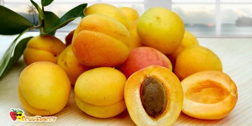 Польза абрикосов и вред. Польза и вред абрикосов для здоровья 03