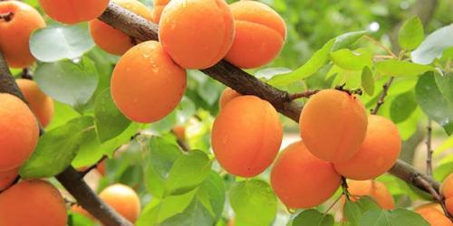 Польза абрикосов и вред. Польза и вред абрикосов для здоровья 04