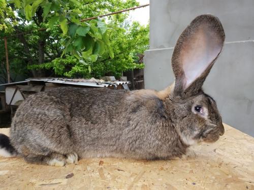 Какая трава самая полезная для кроликов. Разрешенные растения