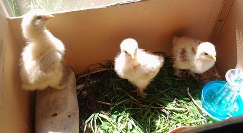 Какая трава самая полезная для бройлеров. Введение зелени в рацион цыплят