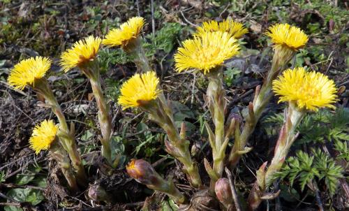 Какая трава самая полезная для кроликов. Разрешенные растения