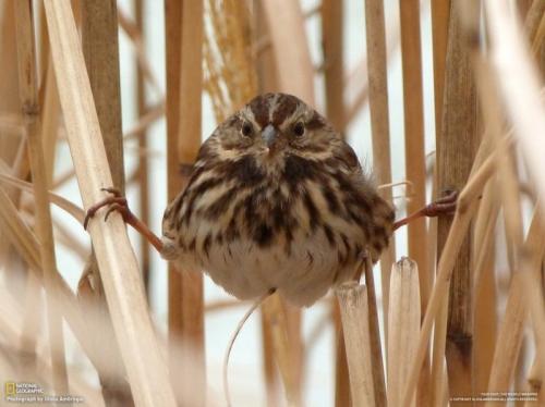 Как сесть на шпагат в 30 лет в домашних условиях. Воркаут, вызов себе — шпагат