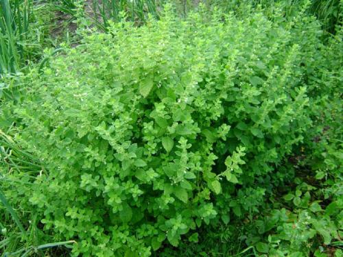 Свойства мяты и мелиссы. Отличия мяты и мелиссы