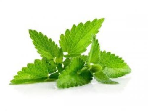 Свойства мяты и мелиссы. Отличия мяты и мелиссы