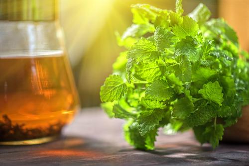 Свойства мяты и мелиссы. Отличия мяты и мелиссы