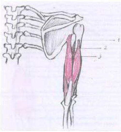 Трехглавая мышца плеча
