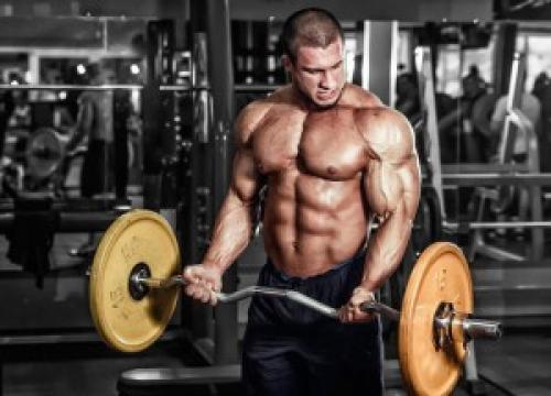 Анатомия бицепса руки и упражнения для него. Бицепс - упражнения, анатомия, особенности тренировки