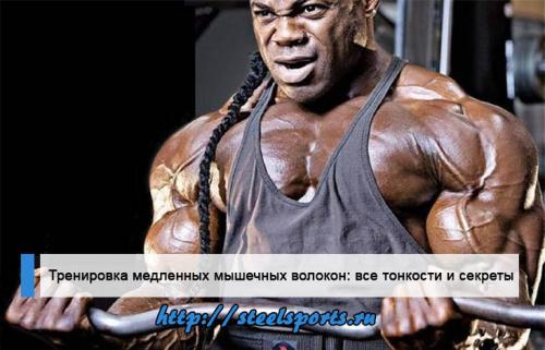 Промежуточные мышечные волокна тренировка. Тренировка медленных мышечных волокон