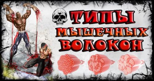 Тренировки гликолитических мышечных волокон. Типы мышечных волокон и микропериодизация