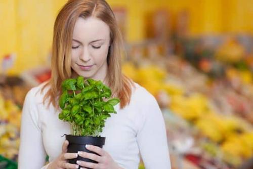 Базилик для волос от желтизны. Применение базилика для роста волос: эфирное масло, отвар