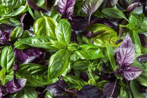 Базилик для волос от желтизны. Применение базилика для роста волос: эфирное масло, отвар