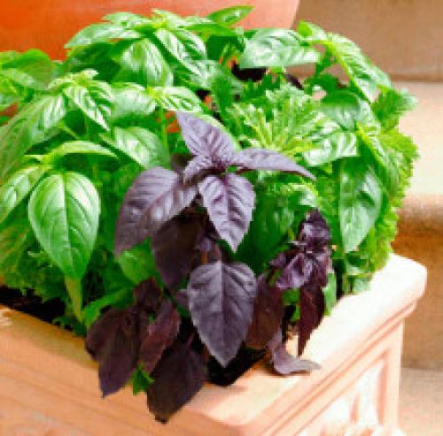 Покрасить волосы базиликом. Базилик для лица и волос