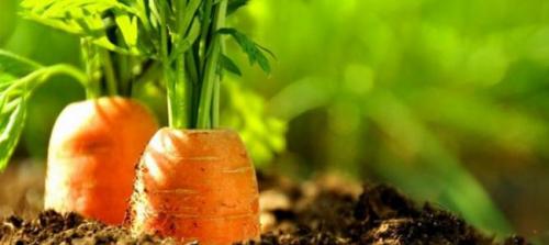 Витамины А и Е в капсулах. Сколько нужно витамина А в день