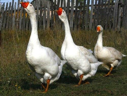 Костюм гусыни своими руками. Как сделать костюм гуся