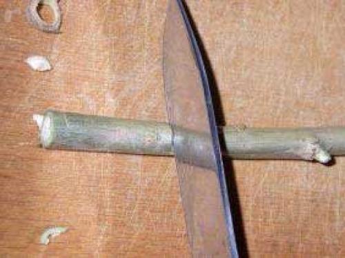 Как сделать волшебную палочку. Как сделать настоящую волшебную палочку для занятий Магией, колдовством и волшебством. Способ изготовления магической волшебной палочки – подробное описание изготовления и применения этого колдовского предмета