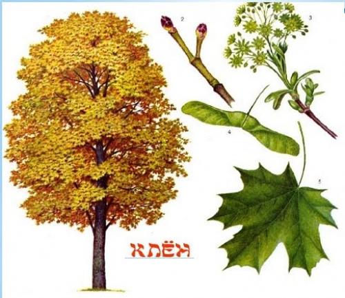 Как сделать волшебную палочку. Как сделать настоящую волшебную палочку для занятий Магией, колдовством и волшебством. Способ изготовления магической волшебной палочки – подробное описание изготовления и применения этого колдовского предмета