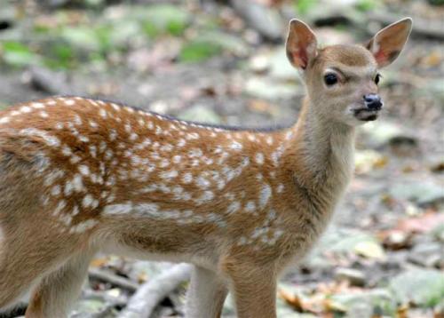 Рога оленя своими руками из бумаги. Как сделать рога оленя из бумаги
