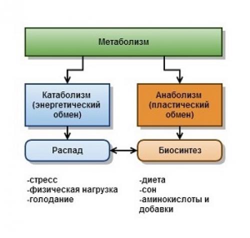 Взаимосвязь анаболизма и катаболизма схема