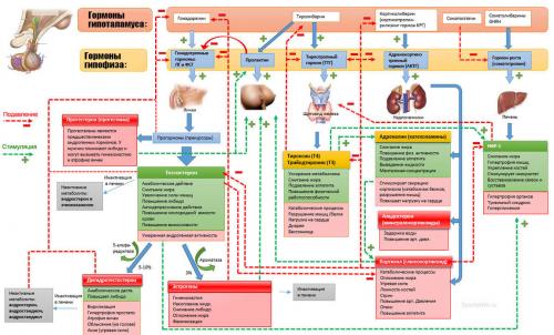 Катаболизм и анаболизм. Анаболизм и катаболизм