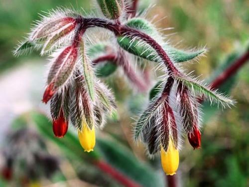 Противовоспалительные травы в гинекологии. Какие травы следует использовать при обнаружении гинекологических заболеваний?