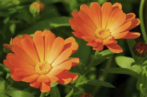 Самая полезная трава. Полезные травы для здоровья человека 01 Самая полезная трава. Полезные травы для здоровья человека 01