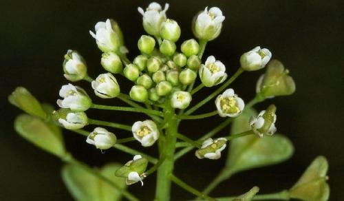 Противовоспалительные травы в гинекологии. Какие травы следует использовать при обнаружении гинекологических заболеваний?