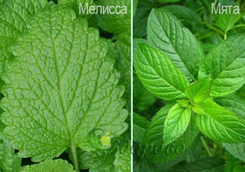 Мята перечная мелисса. Мята и мелисса – отличия
