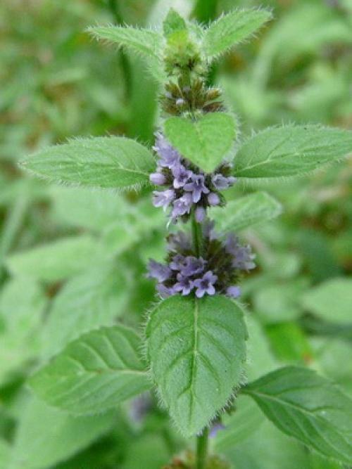 Что лечит мята. Мята полевая