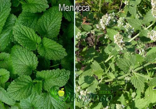 Мята перечная мелисса. Мята и мелисса – отличия