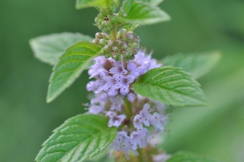 Что лечит мята. Мята полевая