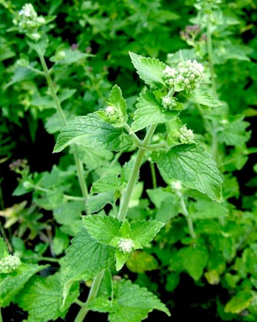 Мята перечная мелисса. Мята и мелисса – отличия 12 Мята перечная мелисса. Мята и мелисса – отличия 12