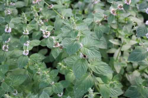 Что лечит мята. Мята полевая