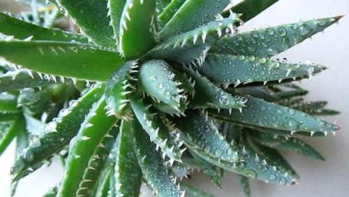 Как узнать сколько лет алоэ. Как определить возраст алоэ? 01