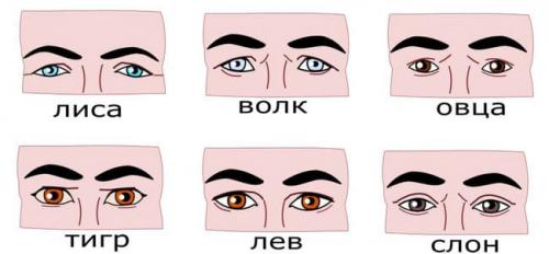 Какая часть лица по физиогномике отвечает за эмоции человека. Физиогномика: как трактовать характер человека по его лицу