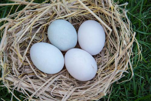 Куриные яйца польза и вред для женщин. Куриные яйца – польза и вред для женщин во время беременности 05 Куриные яйца польза и вред для женщин. Куриные яйца – польза и вред для женщин во время беременности 05