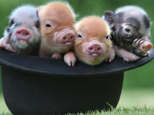 2019 год в каком. Характеристика Года Желтой Земляной Свиньи по гороскопу для всех знаков зодиака