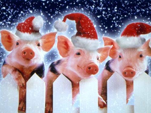 2019 год в каком. Характеристика Года Желтой Земляной Свиньи по гороскопу для всех знаков зодиака