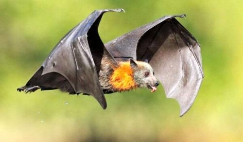 Летучие мыши. Происхождение вида и описание