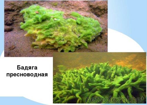 Маски для отбеливания кожи лица. Как отбелить кожу лица в домашних условиях? Какие маски отбеливают кожу лица? 05