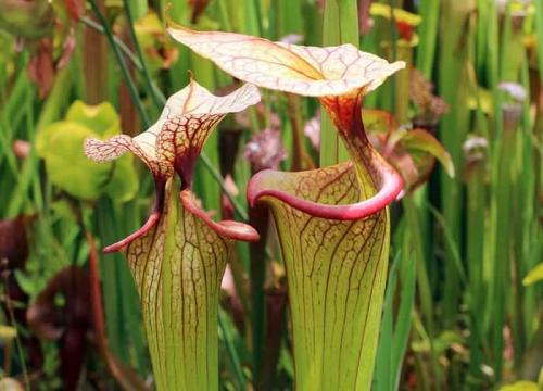 Вы знали, что существуют виды растений, которые могут есть насекомых. Наземные насекомоядные