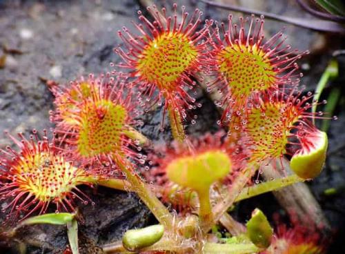 Вы знали, что существуют виды растений, которые могут есть насекомых. Наземные насекомоядные